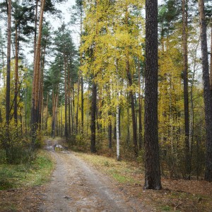 Дорожка осеннего леса